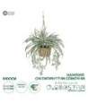 GloboStar® Artificial Garden CHLOROPHYTUM COMOSUM HANGING PLANT 20638 Τεχνητό Κρεμαστό Διακοσμητικό Χλωρόφυτο  Y50cm